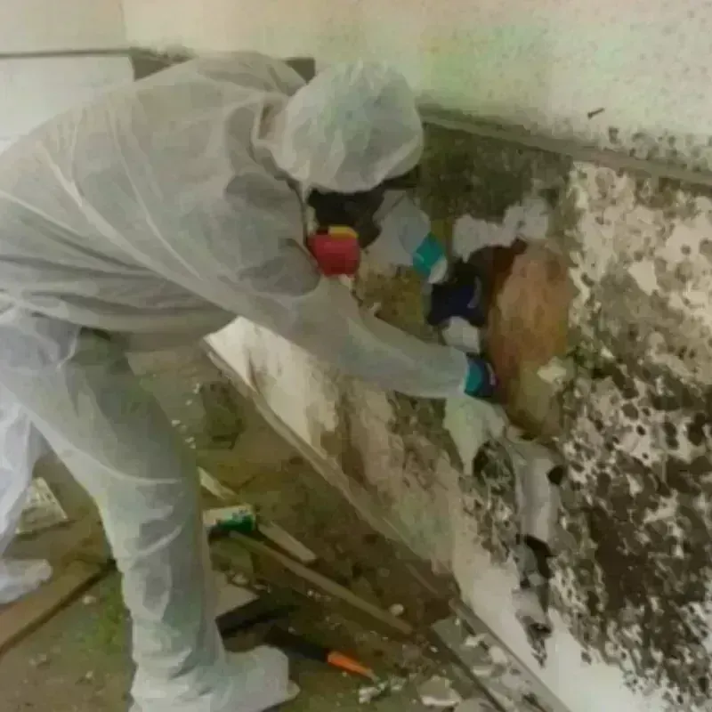 Mold Remediation and Removal in Irwin, PA